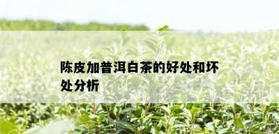 陈皮加普洱白茶的好处和坏处分析