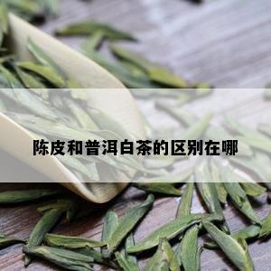 陈皮和普洱白茶的区别在哪