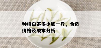 种植白茶多少钱一斤，合适价格及成本分析