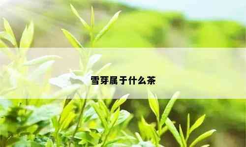 雪芽属于什么茶