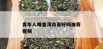 青年人喝普洱白茶好吗推荐视频