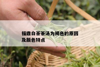 福鼎白茶茶汤为褐色的原因及颜色特点