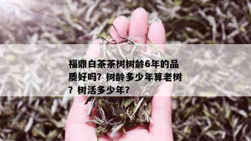 福鼎白茶茶树树龄6年的品质好吗？树龄多少年算老树？树活多少年？