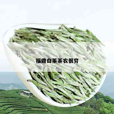 福鼎白茶茶农很穷