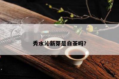 秀水沁新芽是白茶吗？