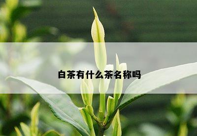 白茶有什么茶名称吗