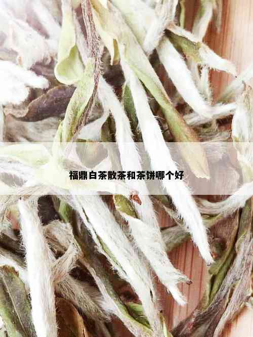 福鼎白茶散茶和茶饼哪个好