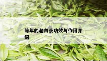 陈年的老白茶功效与作用介绍