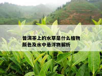 普洱茶上的水草是什么植物颜色及水中悬浮物解析