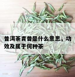 普洱茶青普是什么意思，功效及属于何种茶