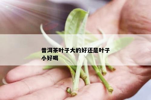 普洱茶叶子大的好还是叶子小好喝