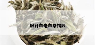 银针白毫白茶福鼎