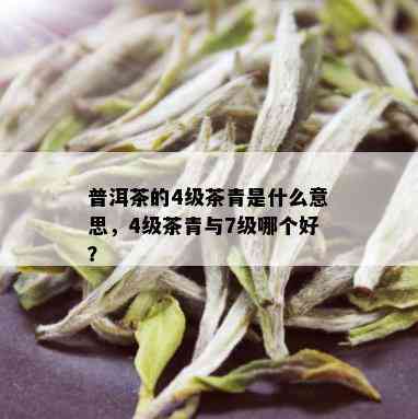 普洱茶的4级茶青是什么意思，4级茶青与7级哪个好？