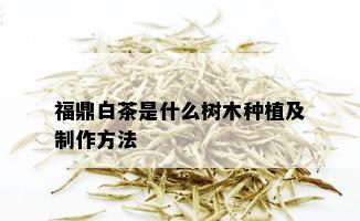 福鼎白茶是什么树木种植及制作方法