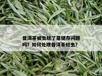 普洱茶被虫蛀了是储存问题吗？如何处理普洱茶蛀虫？