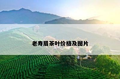 老寿眉茶叶价格及图片