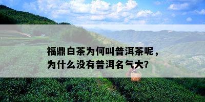 福鼎白茶为何叫普洱茶呢，为什么没有普洱名气大？