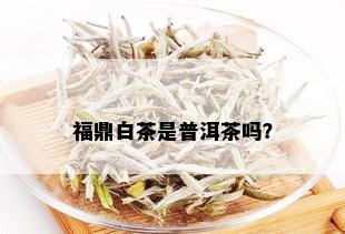 福鼎白茶是普洱茶吗？