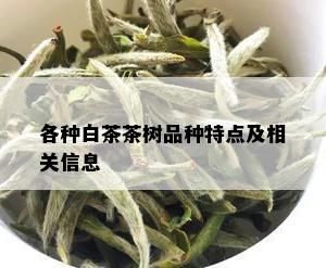 各种白茶茶树品种特点及相关信息