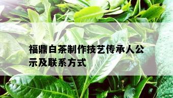 福鼎白茶制作技艺传承人公示及联系方式