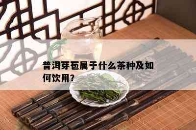 普洱芽苞属于什么茶种及如何饮用？