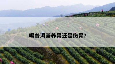 喝普洱茶养胃还是伤胃？