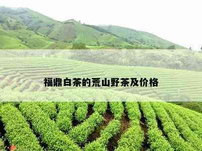 福鼎白茶的荒山野茶及价格