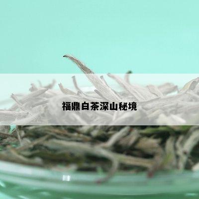 福鼎白茶深山秘境