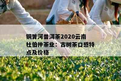 铜箐河普洱茶2020云南杜伯仲茶业：古树茶口感特点及价格