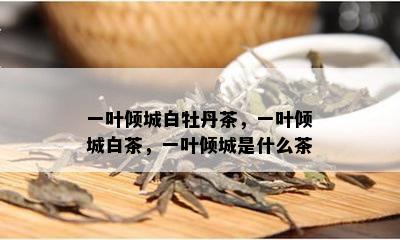 一叶倾城白牡丹茶，一叶倾城白茶，一叶倾城是什么茶