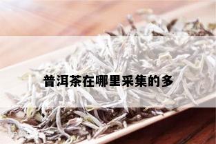 普洱茶在哪里采集的多