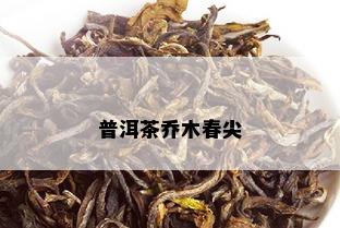 普洱茶乔木春尖