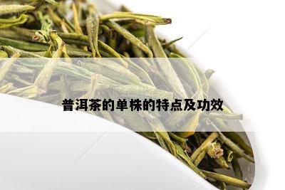 普洱茶的单株的特点及功效