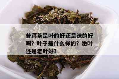 普洱茶是叶的好还是沫的好喝？叶子是什么样的？嫩叶还是老叶好？