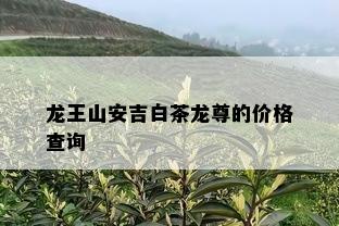 龙王山安吉白茶龙尊的价格查询