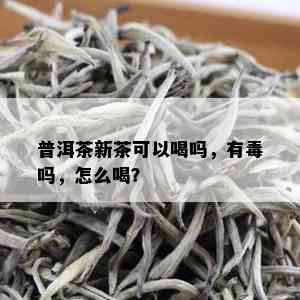 普洱茶新茶可以喝吗，有吗，怎么喝？