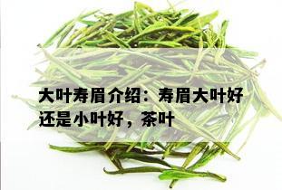 大叶寿眉介绍：寿眉大叶好还是小叶好，茶叶