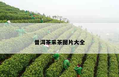 普洱茶采茶图片大全