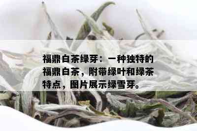 福鼎白茶绿芽：一种独特的福鼎白茶，附带绿叶和绿茶特点，图片展示绿雪芽。