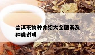 普洱茶物种介绍大全图解及种类说明