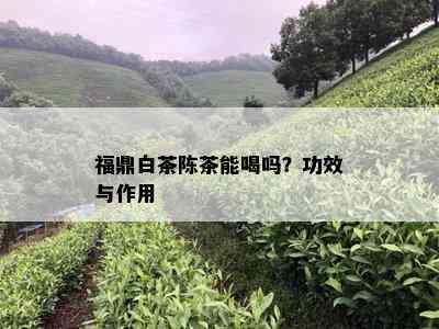 福鼎白茶陈茶能喝吗？功效与作用