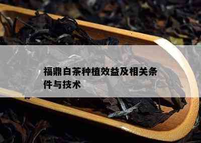 福鼎白茶种植效益及相关条件与技术