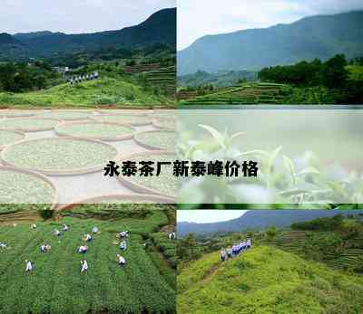 永泰茶厂新泰峰价格