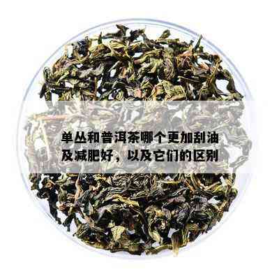 单丛和普洱茶哪个更加刮油及减肥好，以及它们的区别