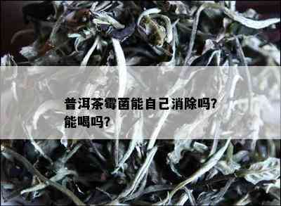 普洱茶霉菌能自己消除吗？能喝吗？