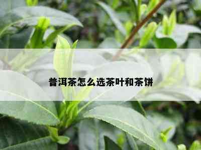 普洱茶怎么选茶叶和茶饼