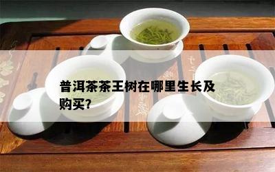 普洱茶茶王树在哪里生长及购买？