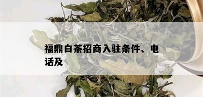 福鼎白茶招商入驻条件、电话及