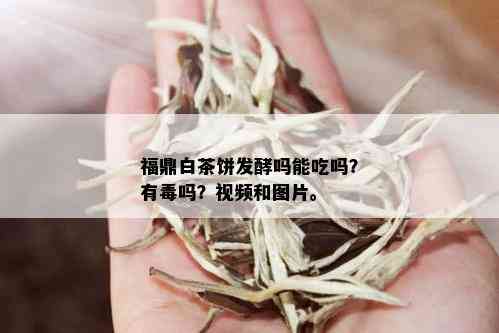 福鼎白茶饼发酵吗能吃吗？有吗？视频和图片。