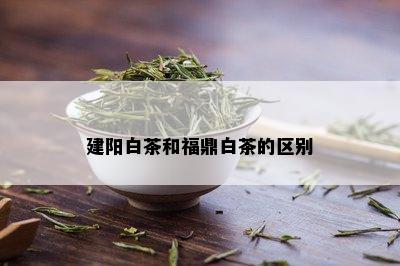 建阳白茶和福鼎白茶的区别